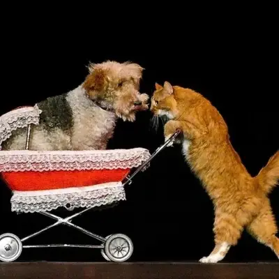 Cat pushing stroller for Popovich Comedy Pet Theater in Las Vegas
